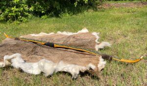 Custom handmade primitive wood bows archery by Stone Age Outdoors in La Crete Northern Alberta